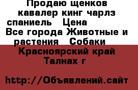 Продаю щенков кавалер кинг чарлз спаниель › Цена ­ 40 000 - Все города Животные и растения » Собаки   . Красноярский край,Талнах г.